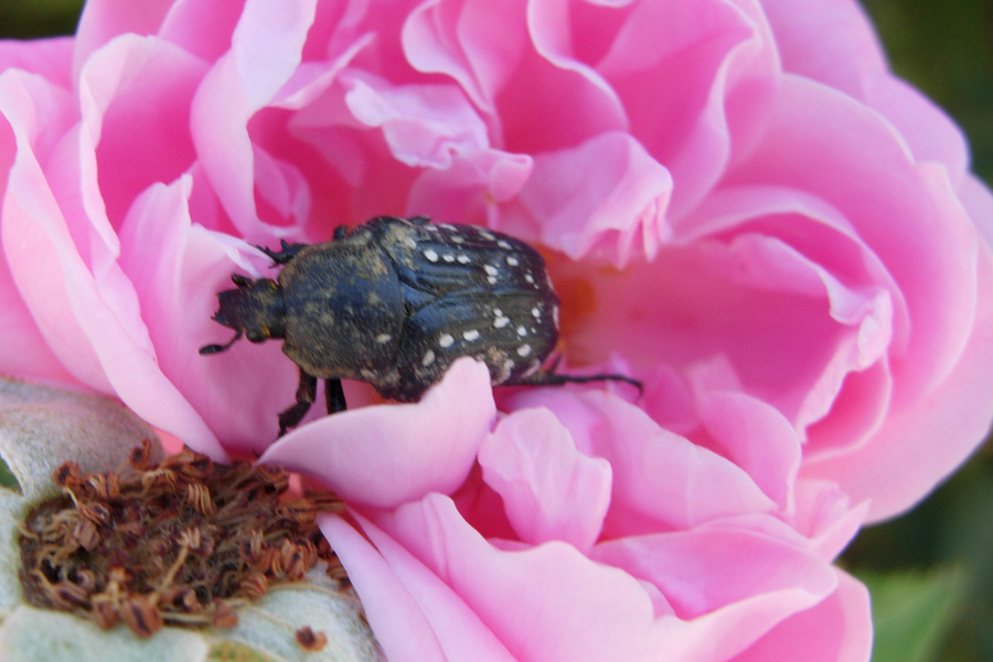 Da Creta: Oxythyrea cinctella